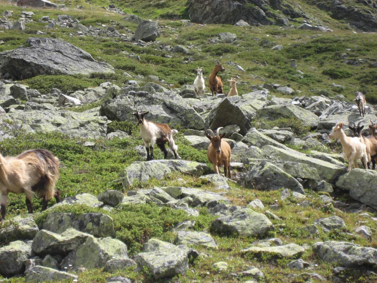 Apart Larcher Kaunertal Εξωτερικό φωτογραφία